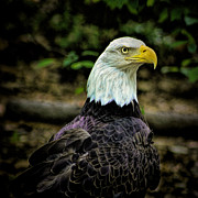 American Pride Photograph by Dave Bosse