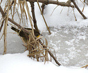 Amidst the Reeds Photograph by Azthet Photography