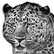 Amur Leopard #1 Photograph by John Edwards