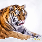 Amur Tiger Portrait Photograph by Rikk Flohr Amur Tiger Portrait Photograph by Rikk Flohr