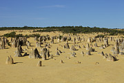 Ancient Forrest Photograph by Mark Egerton