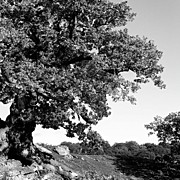 Ancient Oak, Bradgate Park Photograph by John Edwards