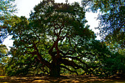 Angel Oak Tree 2004 Photograph by Louis Dallara