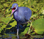 Angry Little Blue Heron - Egretta Caerulea Photograph by DB Hayes