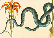 Anguis, the Wampum Snake Painting by Mark Catesby