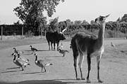 Animals Play Follow the Leader Photograph by Angela Murdock