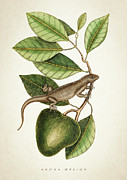 Anona Maxima Botanical  Digital Art by Aged Pixel