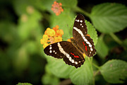 Another Day, Another Butterfly Photograph by Ana V Ramirez