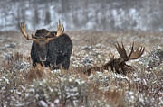 Antlers In The Brush Photograph by Adam Jewell Antlers In The Brush Photograph by Adam Jewell