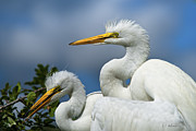 Anxiously Waiting Photograph by Christopher Holmes