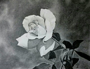 Aperitif Rose Drawing by Terri Mills
