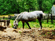 Appaloosa Eating Hay Photograph by Susan Savad Appaloosa Eating Hay Photograph by Susan Savad