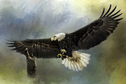 Approaching His Perch Photograph by Eleanor Abramson