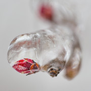April Ice Storm 13 Photograph by Jakub Sisak