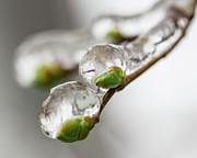 April Ice Storm 5 Photograph by Jakub Sisak