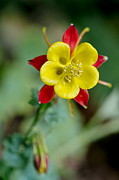 Aquilegia Photograph by Elena Perelman