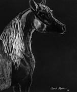Arabian Horse Drawing by Carol Morris