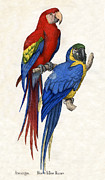 Aracangua and Blue and Yellow Macaw Drawing by American School Aracangua and Blue and Yellow Macaw Drawing by American School