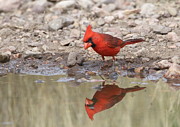 Aren't I A Handsome Devil Photograph by Steve Wolfe Aren't I A Handsome Devil Photograph by Steve Wolfe