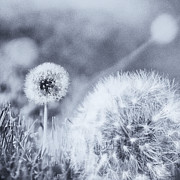 Around The Meadow 2 Photograph by Jaroslav Buna