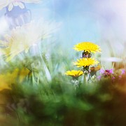 Around The Meadow Photograph by Jaroslav Buna Around The Meadow Photograph by Jaroslav Buna