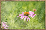 Artistic Cone Flower 2013-1 Photograph by Thomas Young Artistic Cone Flower 2013-1 Photograph by Thomas Young