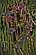 Artistic Wildflowers Photograph by Loni Collins