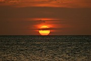 Arubian Sunset Photograph by DJ Florek