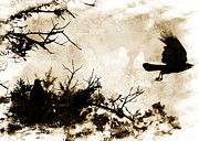 As the crow flies Photograph by Stoney Lawrentz