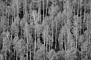 Aspen Pattern Photograph by Denise Bush