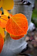 Aspen Red Photograph by Michael Brungardt