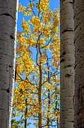 Aspen Sides Photograph by Michael Brungardt