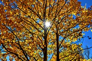 Aspen Star Photograph by Michael Brungardt