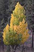 Aspen Tree Fall Colors CO Photograph by Margarethe Binkley Aspen Tree Fall Colors CO Photograph by Margarethe Binkley