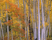 Aspens At Independence Pass Colorado Photograph by Tim Fitzharris Aspens At Independence Pass Colorado Photograph by Tim Fitzharris