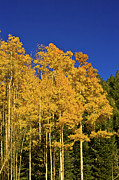 Aspens Photograph by Bill Barber