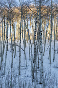Aspens in Shadow and Light Photograph by Denise Bush