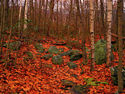 Aspens on the Appalachian Trail Photograph by Raymond Salani III Aspens on the Appalachian Trail Photograph by Raymond Salani III