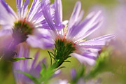 Aster Backs  Photograph by Lois Bryan