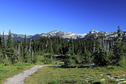 At Mt Revelstoke National Park Photograph by Eva Lechner