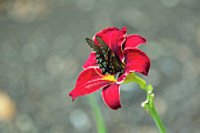 At One with the Orchid 2 Photograph by Brian Hale