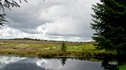 At the edge of felling. Photograph by Elena Perelman At the edge of felling. Photograph by Elena Perelman