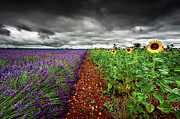 At the middle Photograph by Jorge Maia
