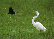 Attack of the Crow Photograph by William Selander