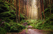 Attractive Pathway in Saxon Switzerland Photograph by Dmytro Korol