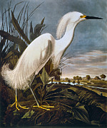 Audubon: Egret Photograph by Granger