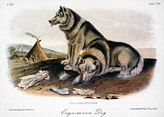 Audubon Eskimo Dog Photograph by John James Audubon Audubon Eskimo Dog Photograph by John James Audubon