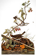 Audubon: Ovenbird Photograph by Granger