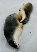 Australian Sea Lions Photograph by Sarah Lilja Australian Sea Lions Photograph by Sarah Lilja