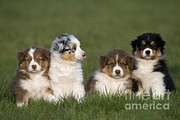 Australian Shepherd Puppies Photograph by Jean-Louis Klein & Marie-Luce Hubert